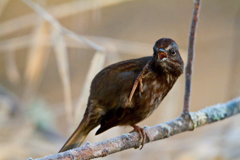 Song Sparrow